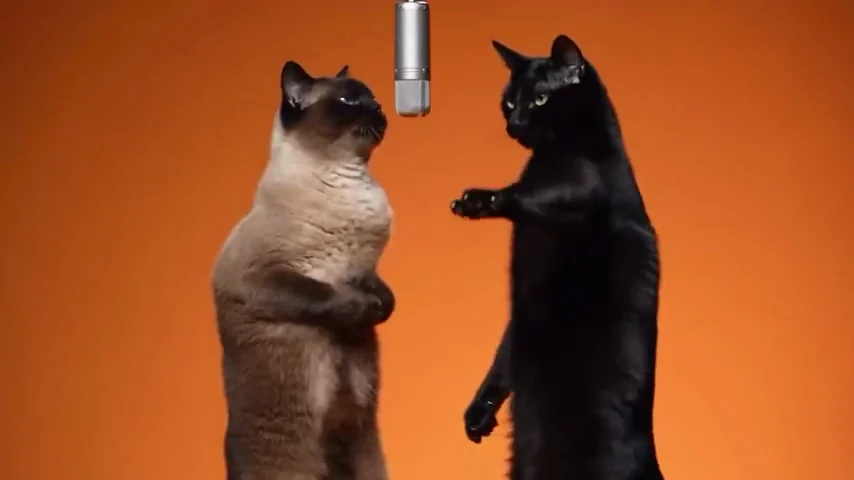 The cat version