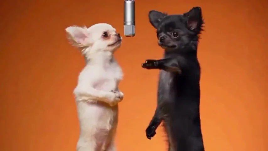 Chewy and Rocky